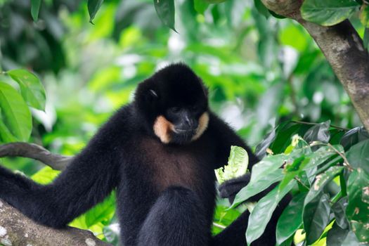 Black spider monkey Ateles chamek while eating vegetables on a tree