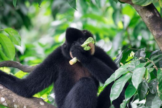 Black spider monkey Ateles chamek while eating vegetables on a tree