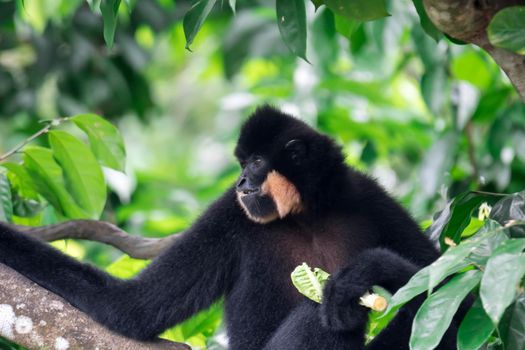 Black spider monkey Ateles chamek while eating vegetables on a tree