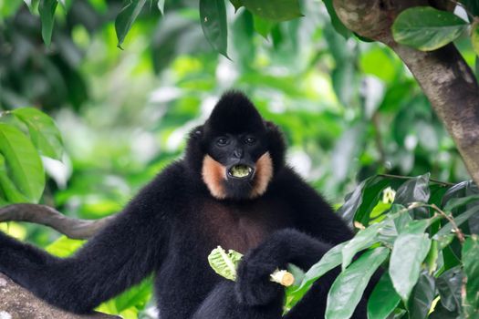 Black spider monkey Ateles chamek while eating vegetables on a tree