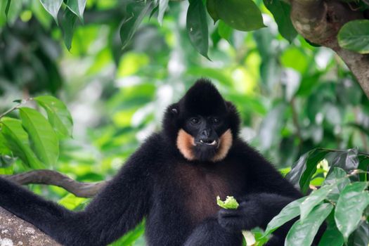 Black spider monkey Ateles chamek while eating vegetables on a tree