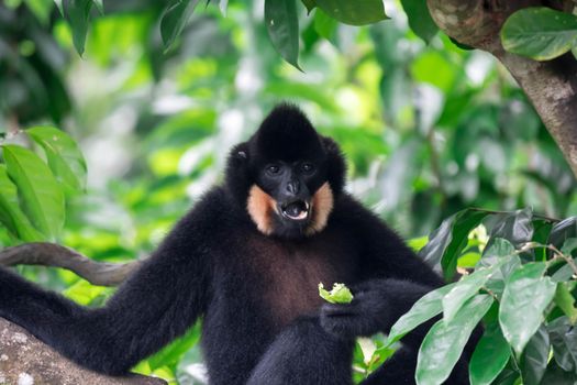 Black spider monkey Ateles chamek while eating vegetables on a tree