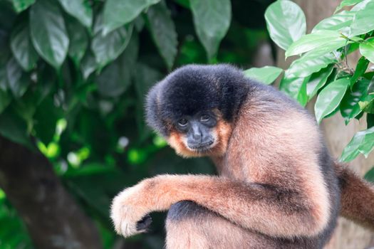 Spider Monkeys Ateles geoffroyi monkey while on a tree resting