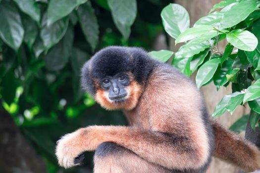 Spider Monkeys Ateles geoffroyi monkey while on a tree resting