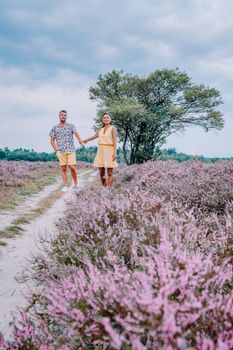 Blooming heather field in the Netherlands near Hilversum Veluwe Zuiderheide, blooming pink purple heather fields in the morniong with mist and fog during sunrise Netherlands Europe