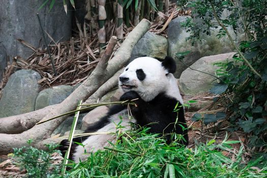 Panda bear close up shot while eating bamboo in a zoo