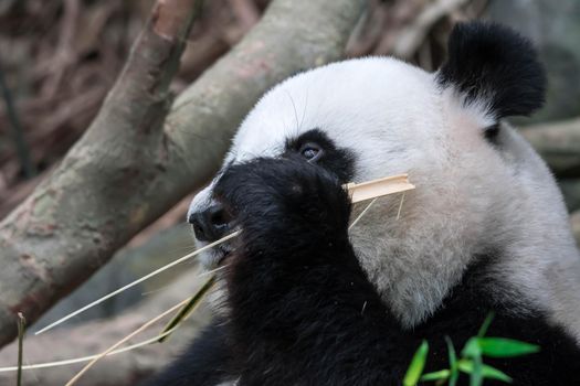 Panda bear close up shot while eating bamboo in a zoo