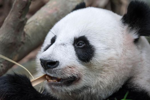 Panda bear close up shot while eating bamboo in a zoo