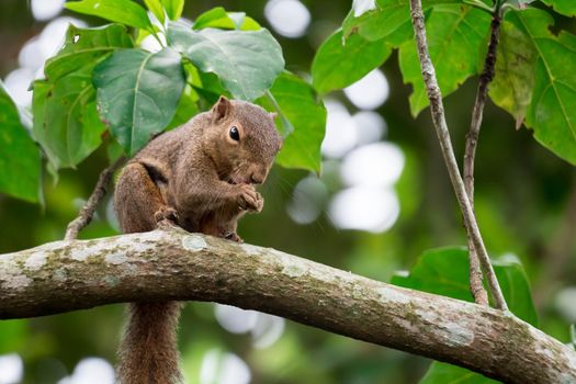 Asian squirrel on tree while looking for foods