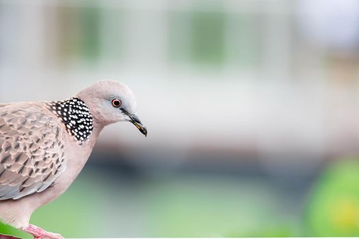 Zebra dove closeup shot with green blurry background.