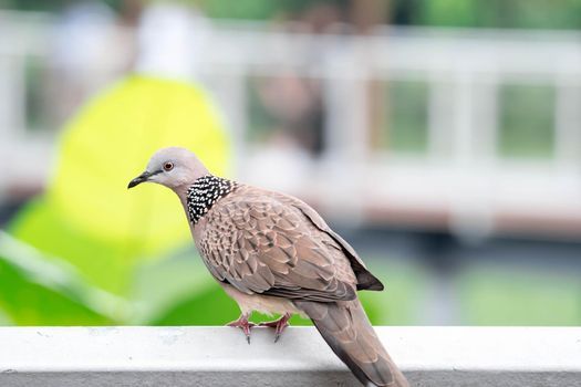 Zebra dove while resting blurry green backgrounds