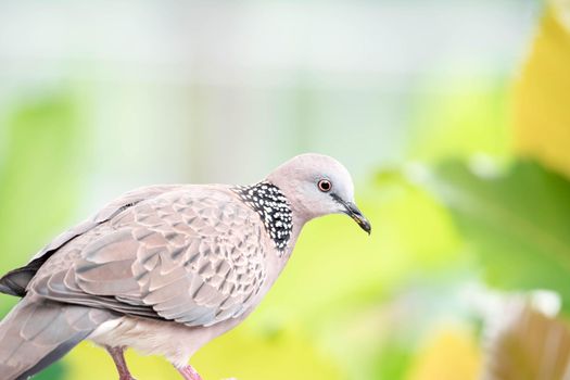 Zebra dove closeup shot with green blurry background