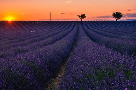 Valensole Plateau, Provence, Southern France. Lavender field at sunset. Provence