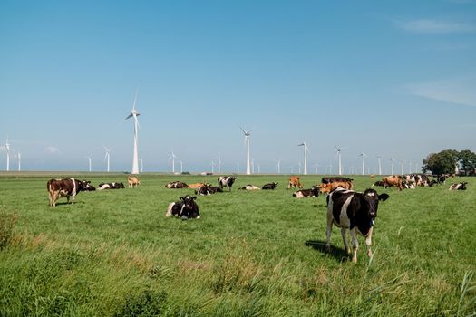 Dutch Brown and White cows mixed with black and white cows in the green meadow grassland, Urk Netherlands Europe