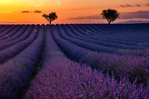Valensole Plateau, Provence, Southern France. Lavender field at sunset. Provence