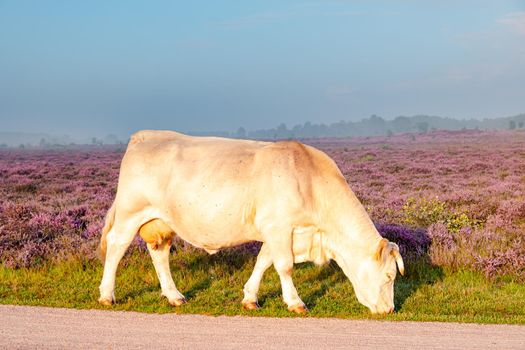 Blooming Heather fields, purple pink heather in bloom, blooming heater on the Veluwe Zuiderheide park , Netherlands. Holland