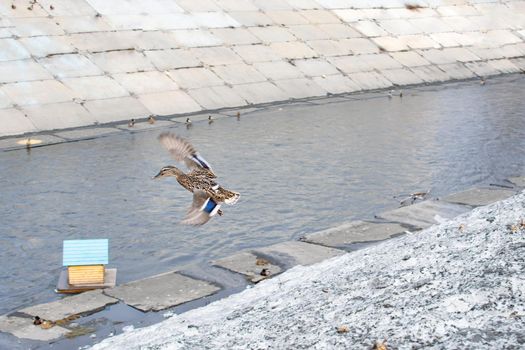 mallard, duck in flight on the city river embankment against the background of a duck house and other ducks in winter and spring