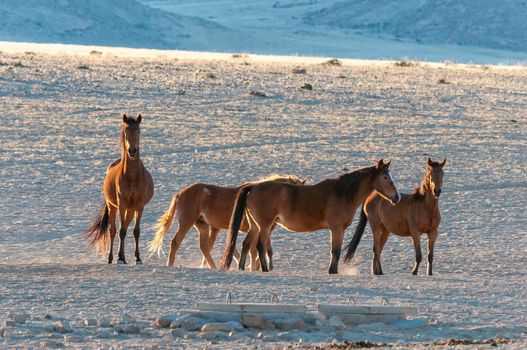 Wild horses of the Namib walking at sunrise. Photo taken at Garub