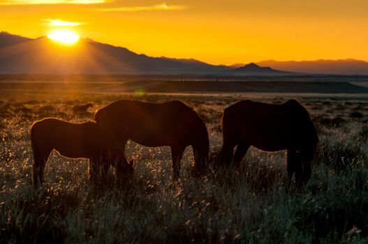 Silhouette of wild horses of the Namib grazing against the setting sun. Photo taken at Garub