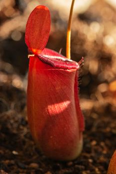 Tropical  pitcher flower with a small lid - nepenthes -, a bright leaf on the plant ,  carnivorous plant  ,focus on the foreground