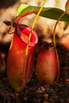 Tropical  pitcher flower with a small lid - nepenthes -, a bright leaf on the plant ,  carnivorous plant  ,focus on the foreground