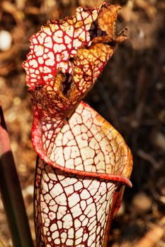 Pale pitcher flower with a small lid -sarracenia alata-, the operculum is white  with red veins ,beautiful red pinstripe pattern ,focus on the foreground