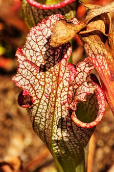 Pale pitcher flower with a small lid -sarracenia alata-, the operculum is white  with red veins ,beautiful red pinstripe pattern ,focus on the foreground