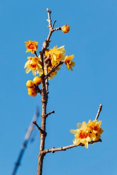 Fantastic  branch with yellow wintersweet flowers in a sunny winter day,chimonanthus tree against the blue sky