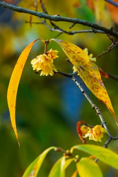 Blossom yellow flowers of wintersweet tree ,autumn colors