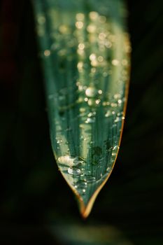 Several bright raindrops on a leaf ,selective focus , high contrast