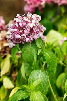 A pink  hydrangea flower with wet petals on a garden , in the background several flower heads out of focus ,