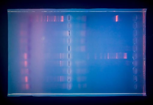 Close-up of a gel with DNA after electrophoresis. Results of electrophoresis after PCR.