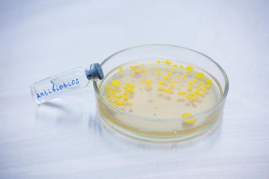 Bacteria in Petri Dish with Antibiotics. Antibiotics as a remedy for bacteria. Natural protection against dangerous bacteria.