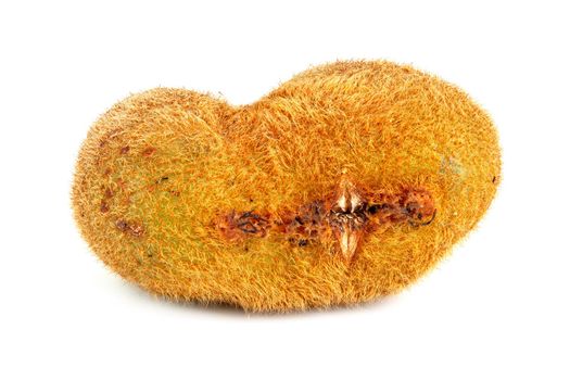 one ugly kiwi mutant fruit isolated on white background, lying on side