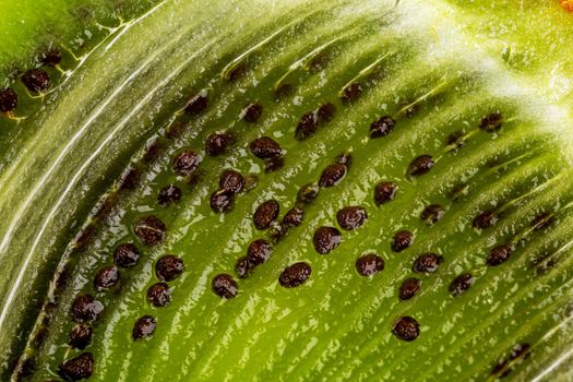 full frame macro photo of kiwi fruit internals with seeds, frontal plane