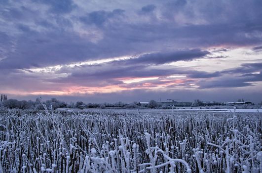 Farm field just before sunrise