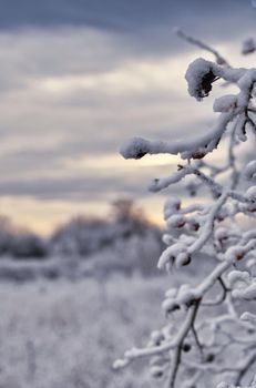 Branch with snow and ice with clouds