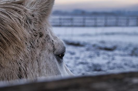horse is looking in a winter landscape
