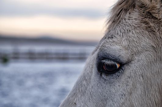 Horse is looking at you at a cold winter da