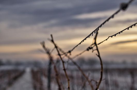 Grape vine on a cold winter day