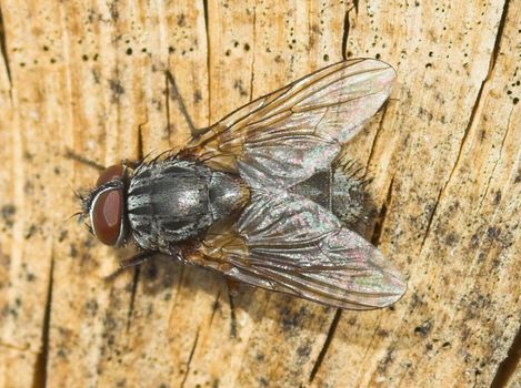 House fly on wood texture macro