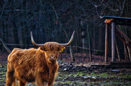 Highland cattle says good morning