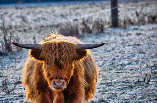 Highland cattle says good morning
