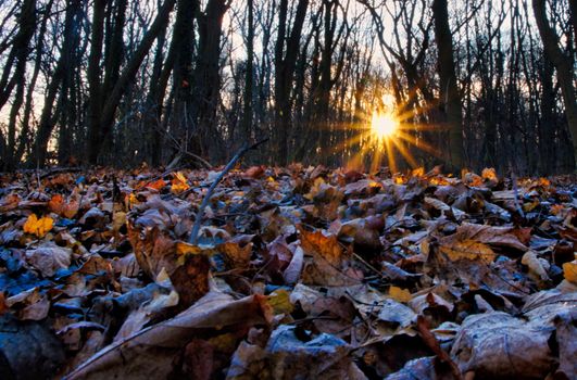 Frosty sunrise with sun star and leaves