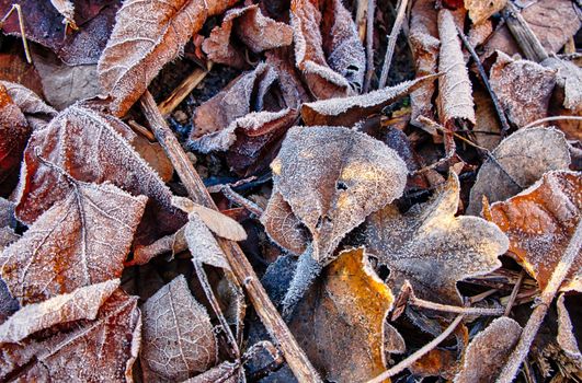 Frosty leaves close-up in winter