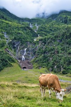mountain landscape with cow