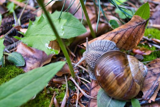 Burgundy roman snail in the forest