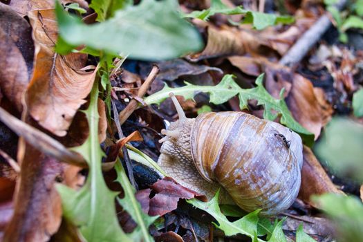 Burgundy roman snail in the forest