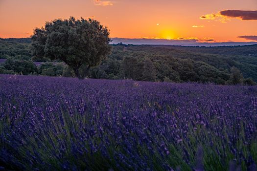 Ardeche lavender fields in the south of France during sunset, Lavender fields in Ardeche in southeast France.Europe