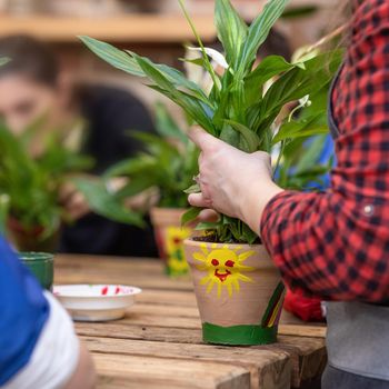 Woman gardener holding a plant root, planting a Peace lily Spathiphyllum